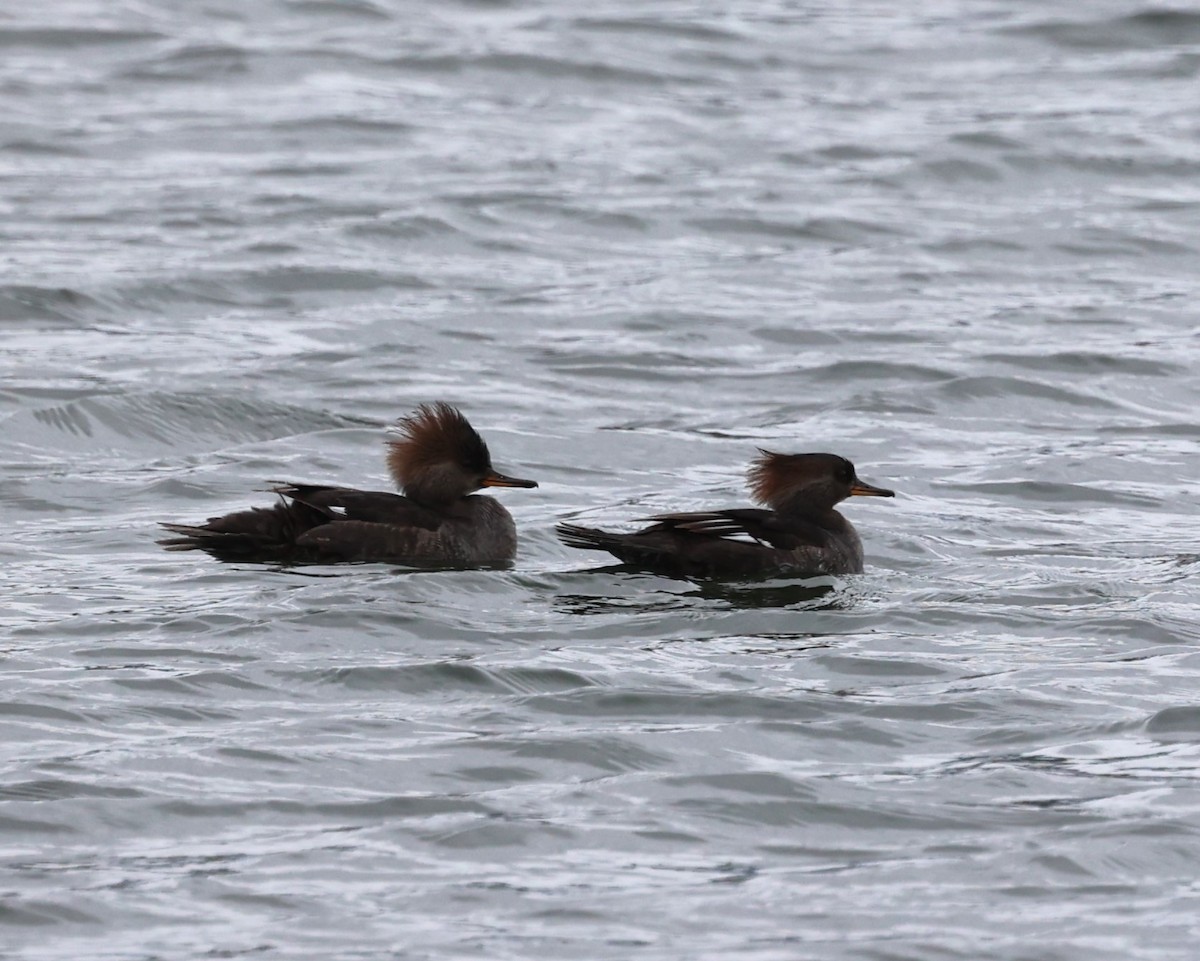Hooded Merganser - ML644928133