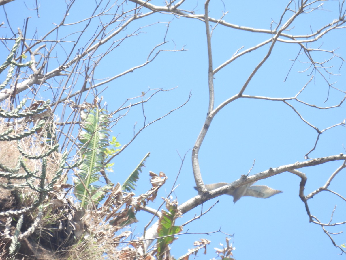 Bonelli's Eagle - ML644928134