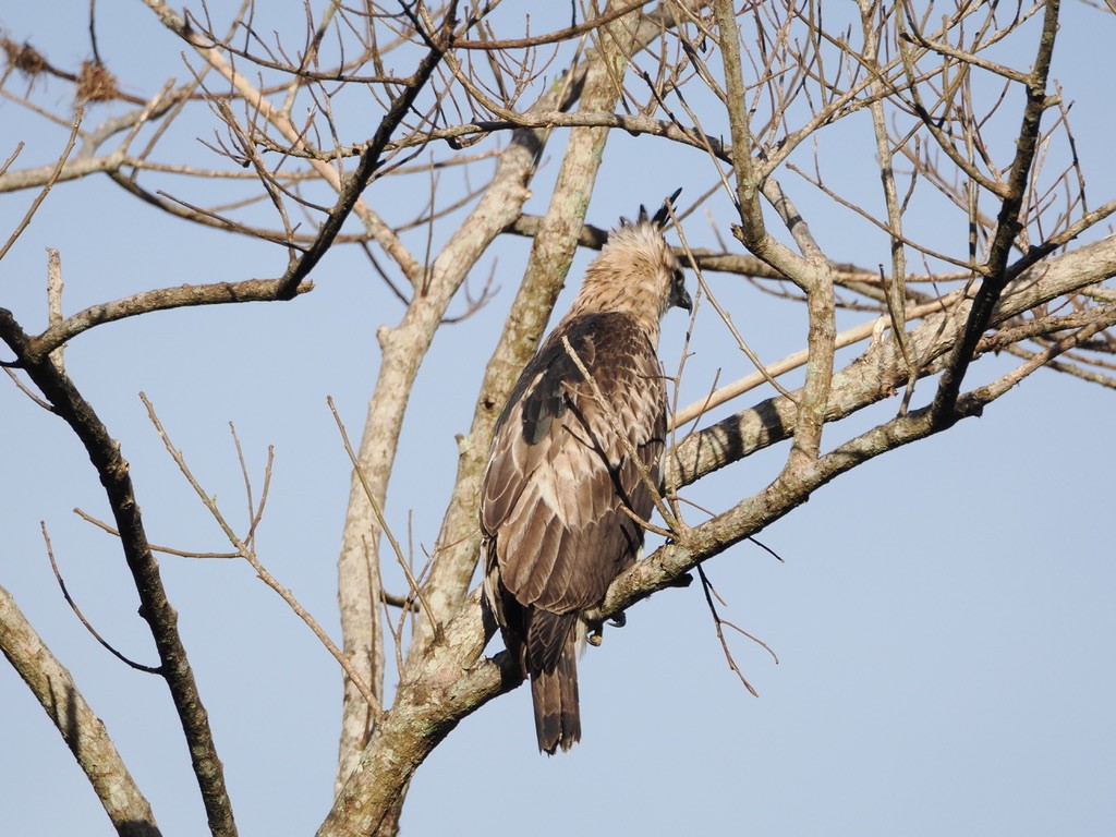 Black-and-chestnut Eagle - ML644928150