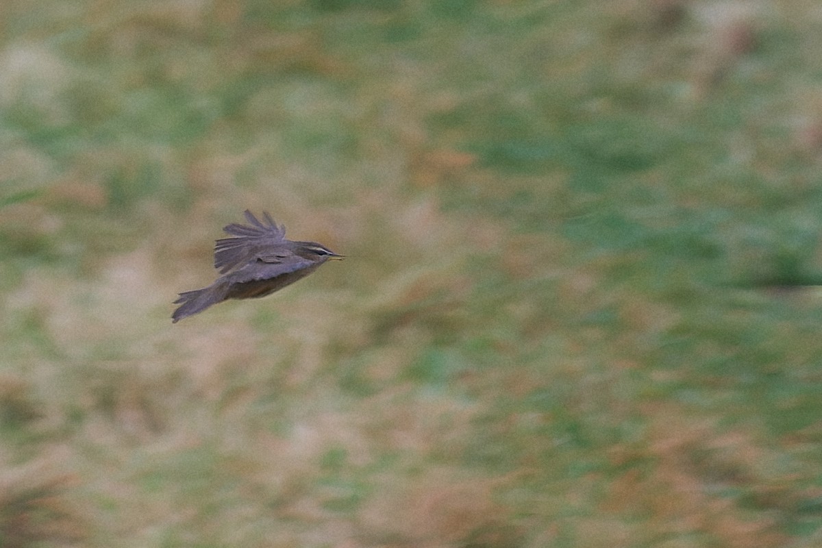 עלווית כהה - ML644928151