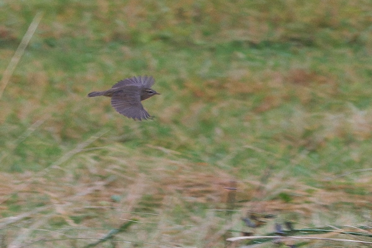 עלווית כהה - ML644928152