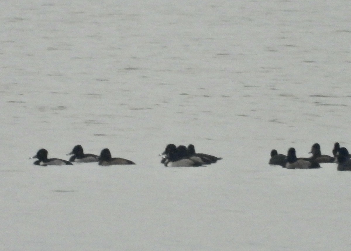 Кольчатая чернеть - ML644928153