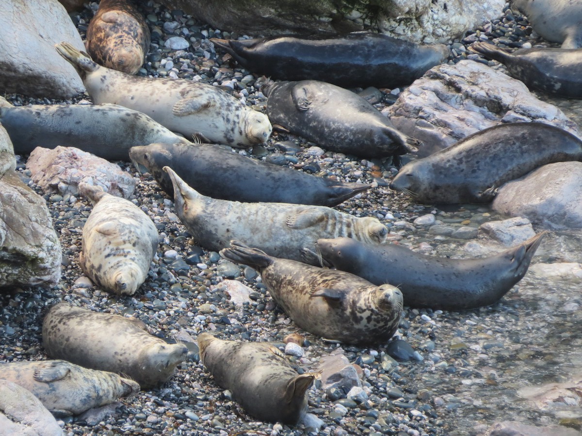 Atlantic Grey Seal - ML644928158