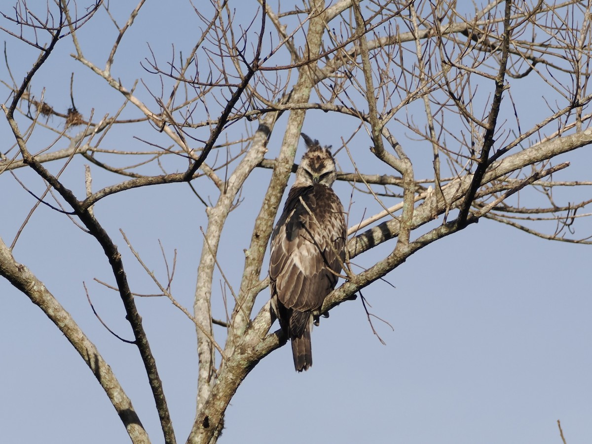 Black-and-chestnut Eagle - ML644928161