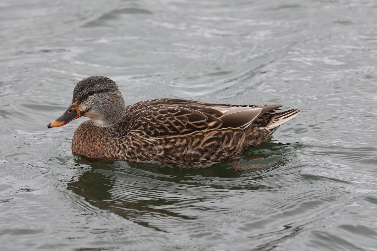 Mallard - ML644928164