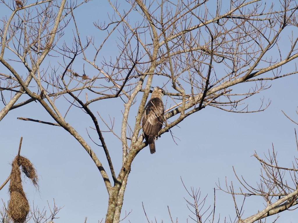 Black-and-chestnut Eagle - ML644928192