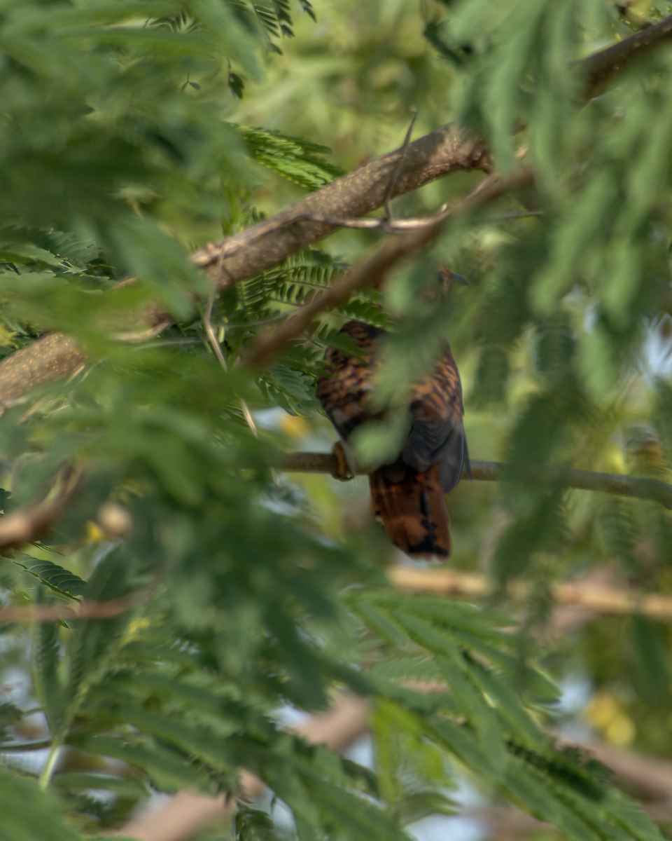 Воробьиная кукушка - ML644928197