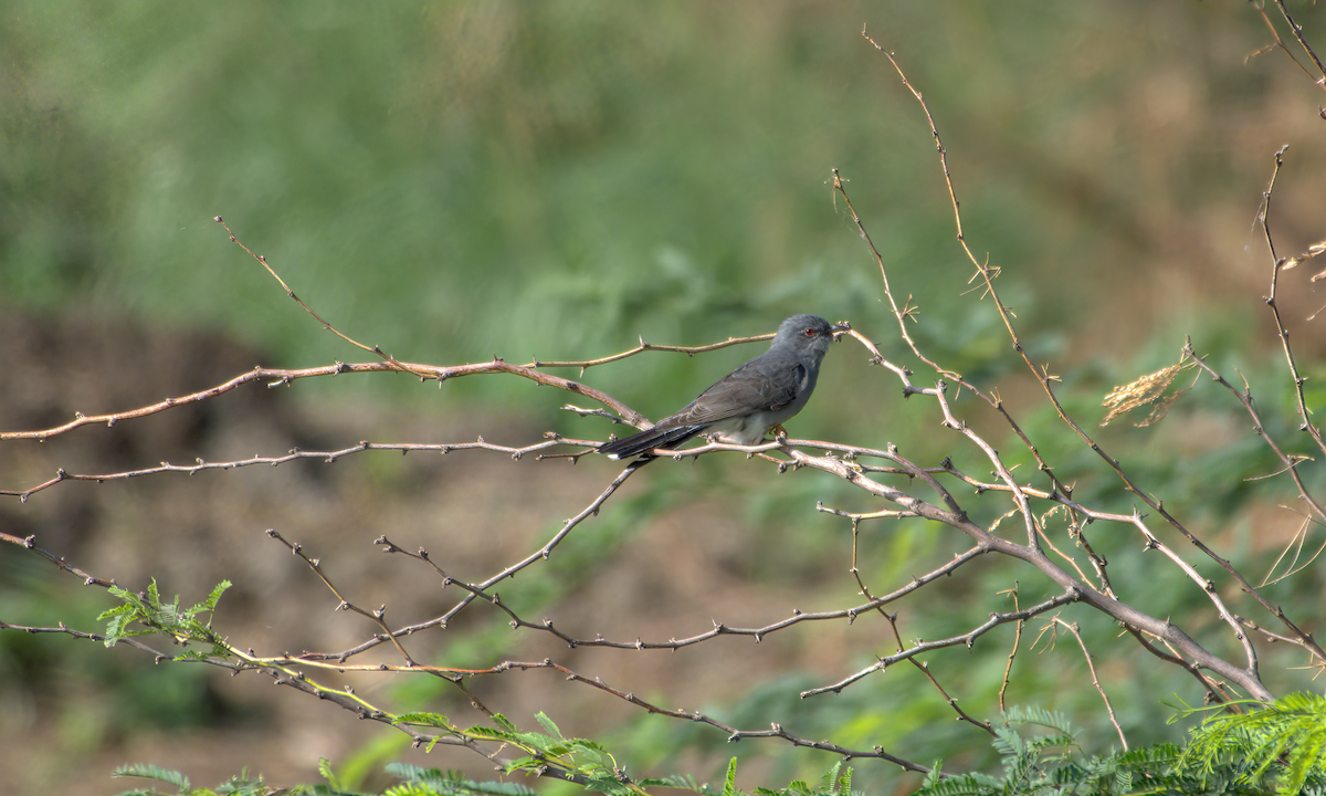 Воробьиная кукушка - ML644928198