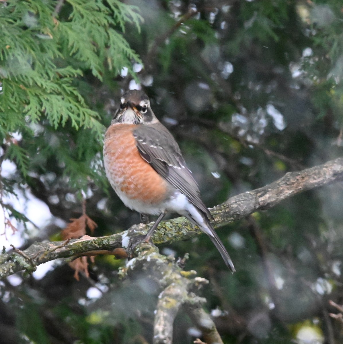 American Robin - ML644928199