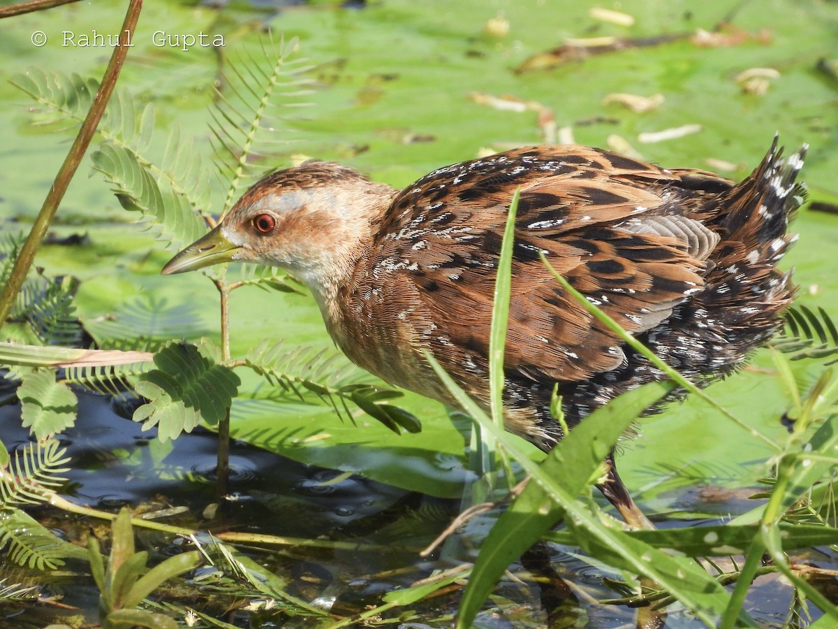 Baillon's Crake - ML644928209