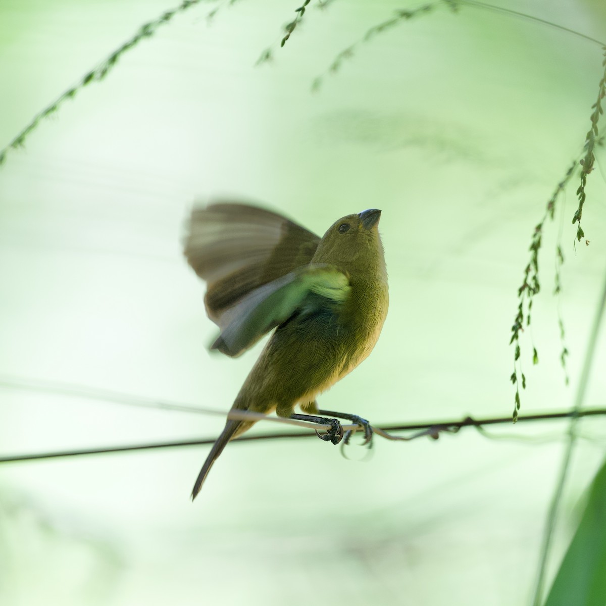 Variable Seedeater - ML644928210