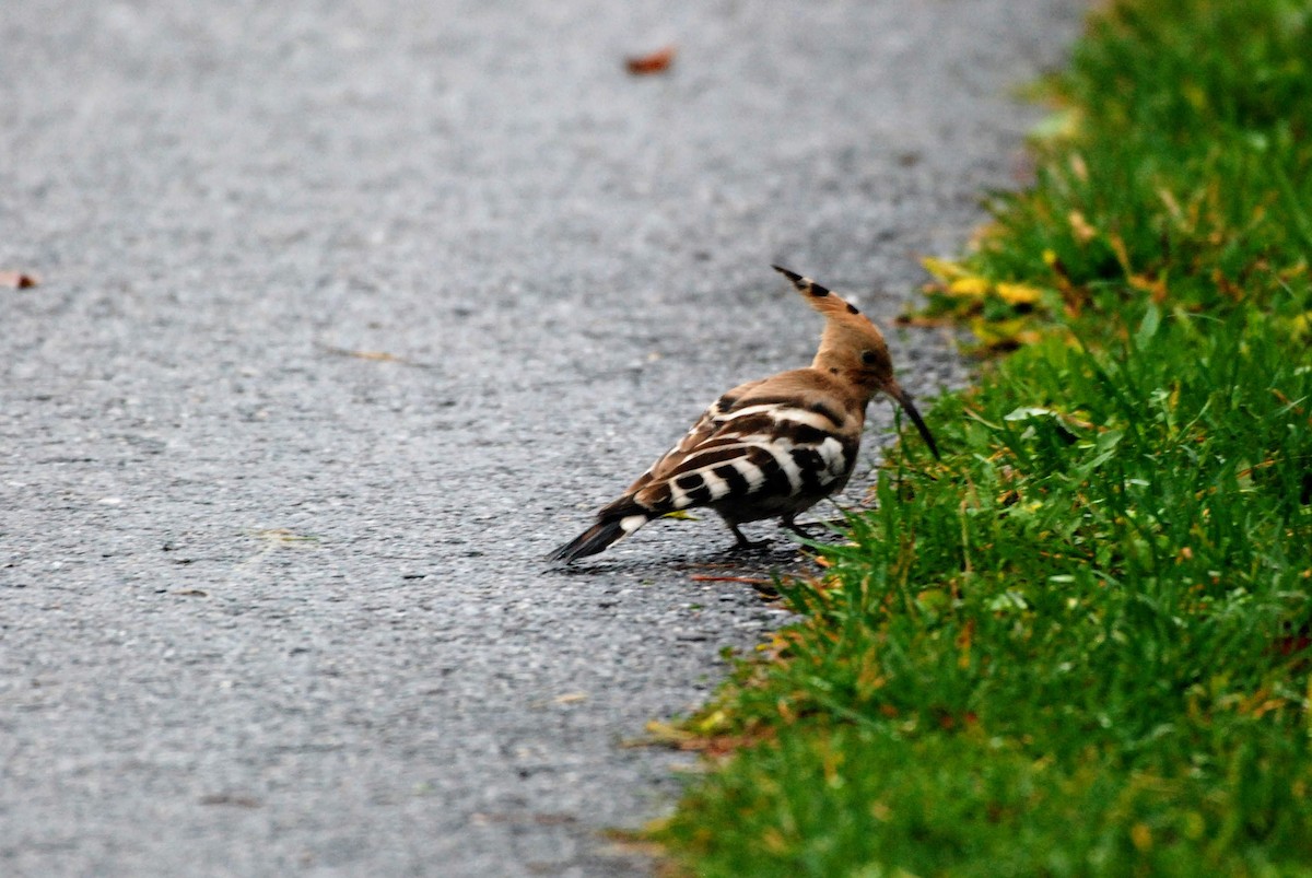 Common Hoopoe - ML644928213