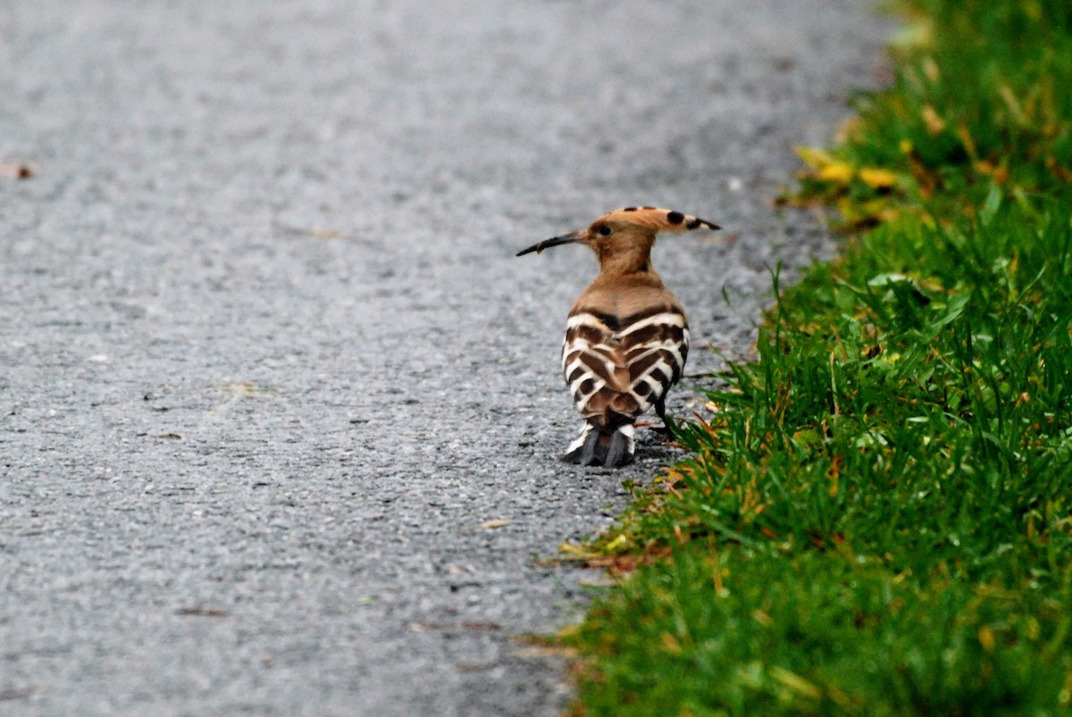 Common Hoopoe - ML644928214