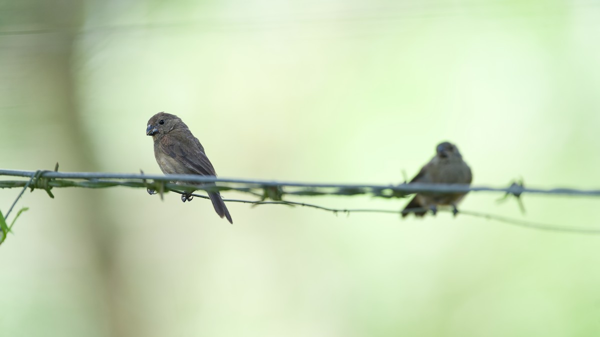 Variable Seedeater - ML644928217