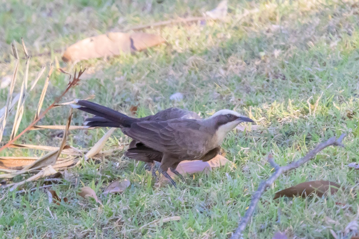 Grauscheitelsäbler - ML644928233