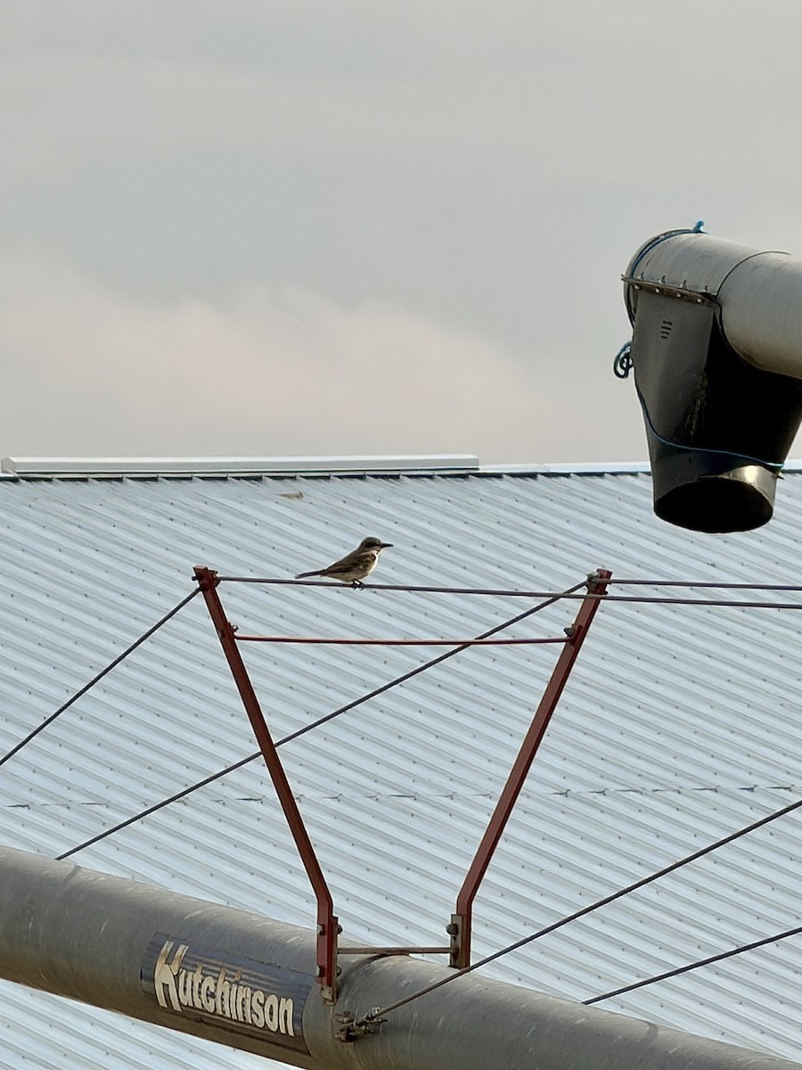 Gray Kingbird - ML644928247