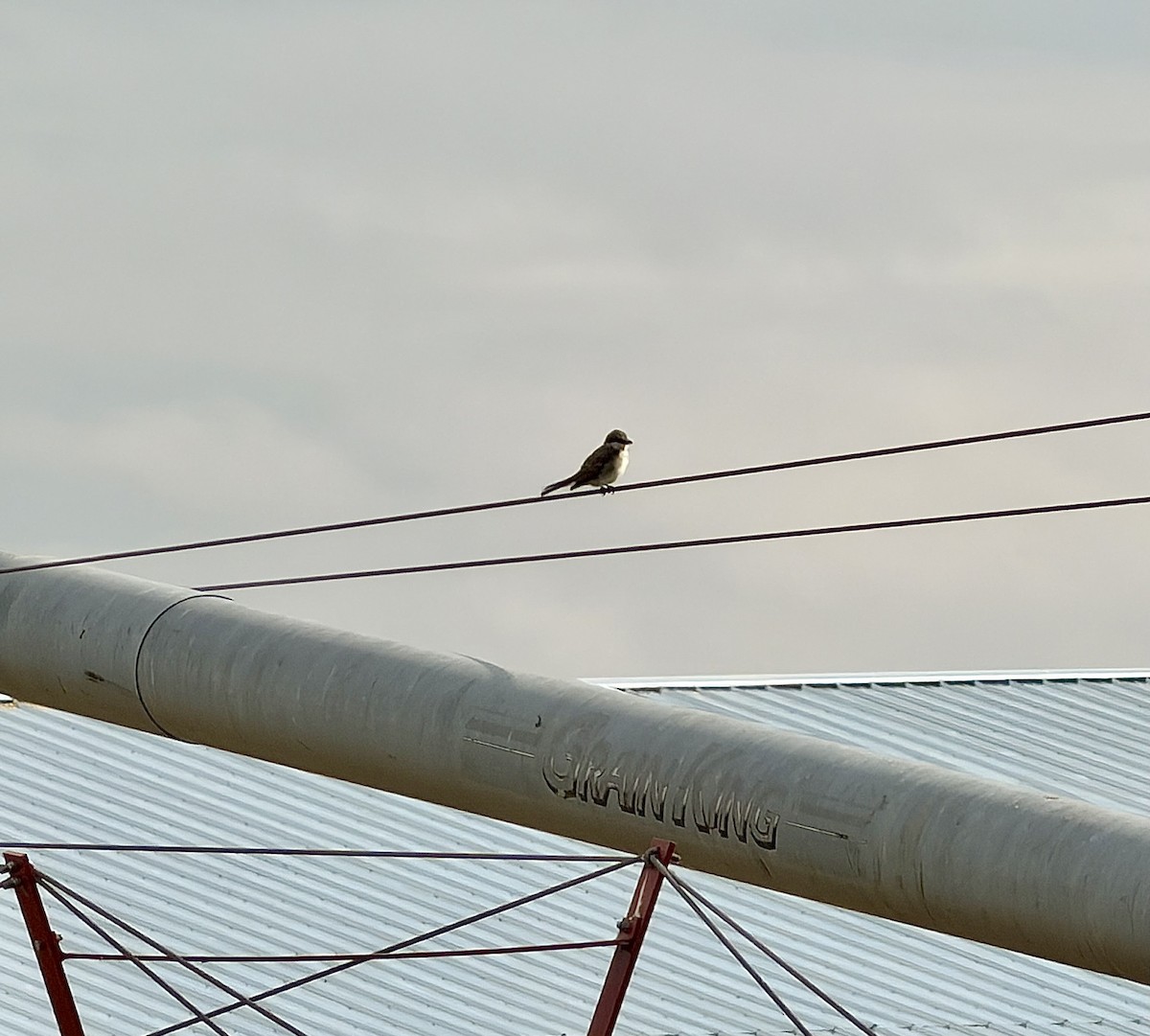 Gray Kingbird - ML644928248
