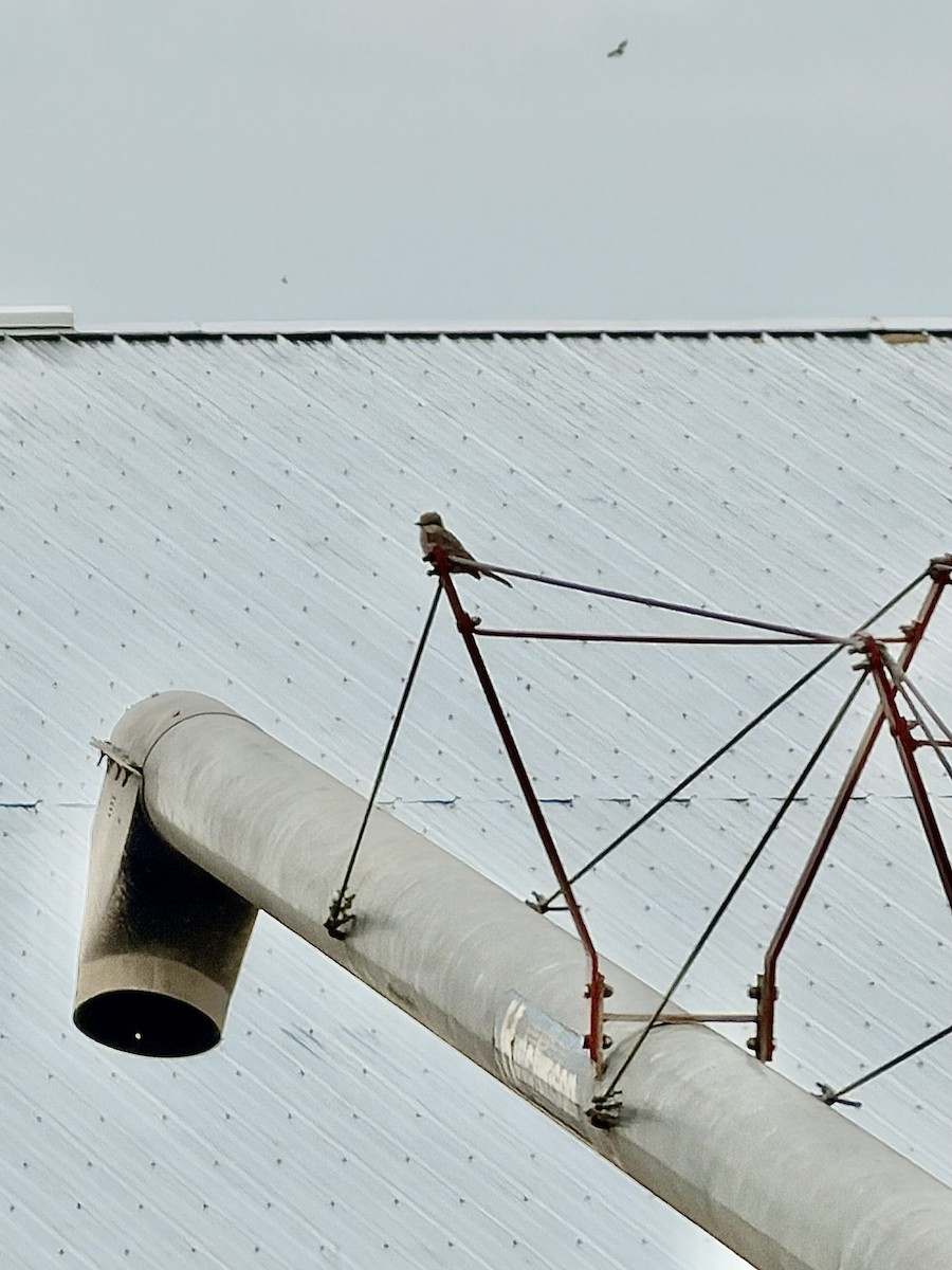 Gray Kingbird - ML644928249