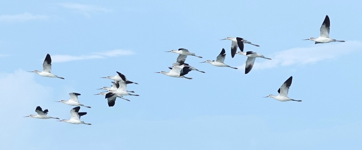 American Avocet - ML644928262