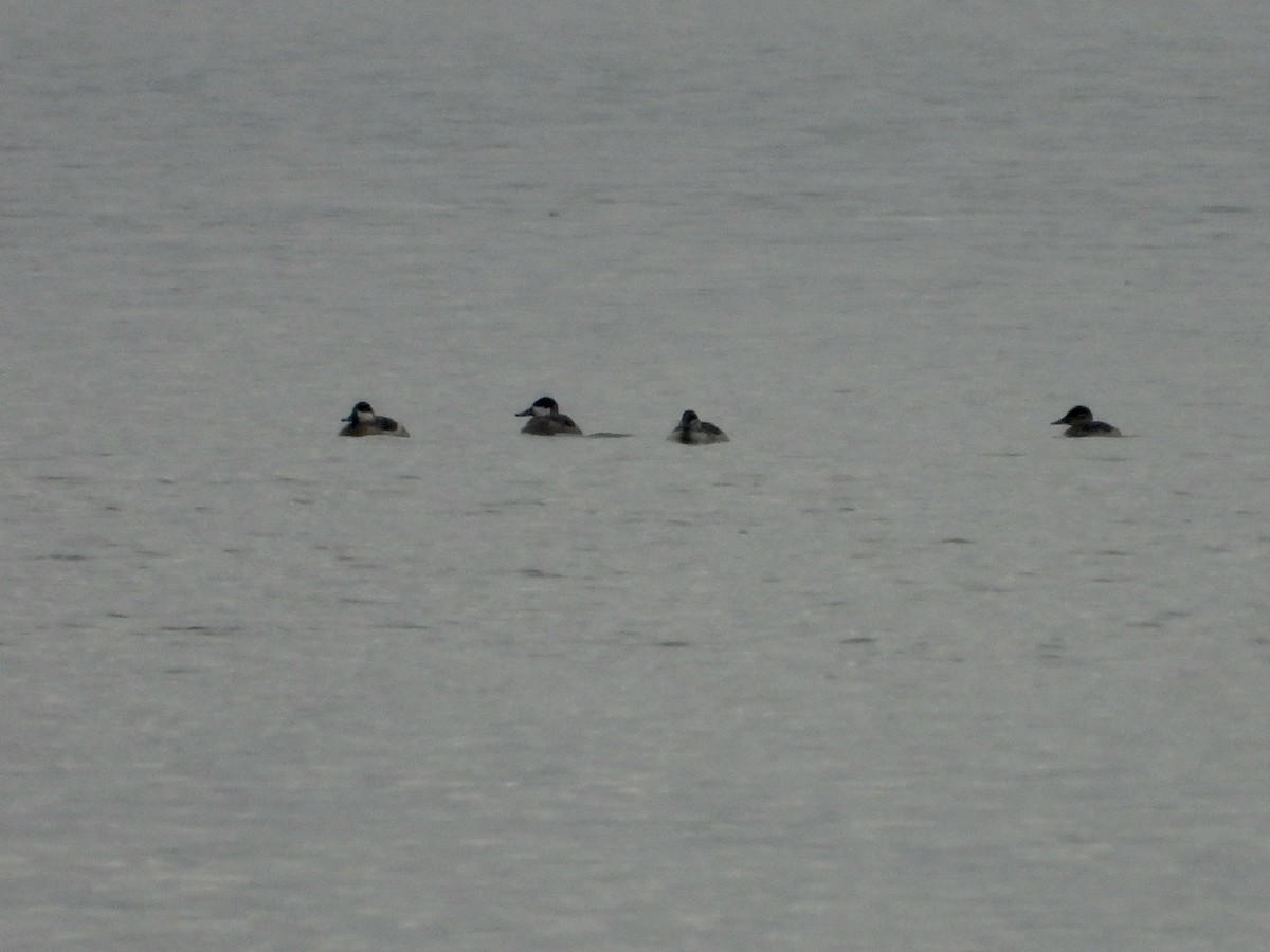 Американская савка - ML644928268