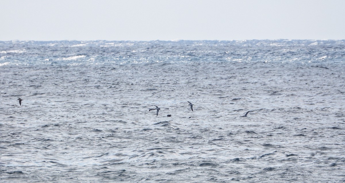 Cory's Shearwater - ML644928270