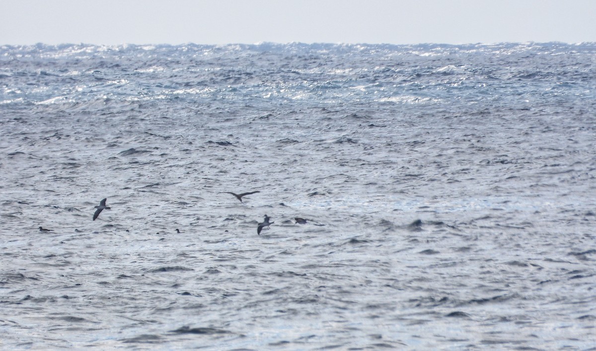 Cory's Shearwater - ML644928271
