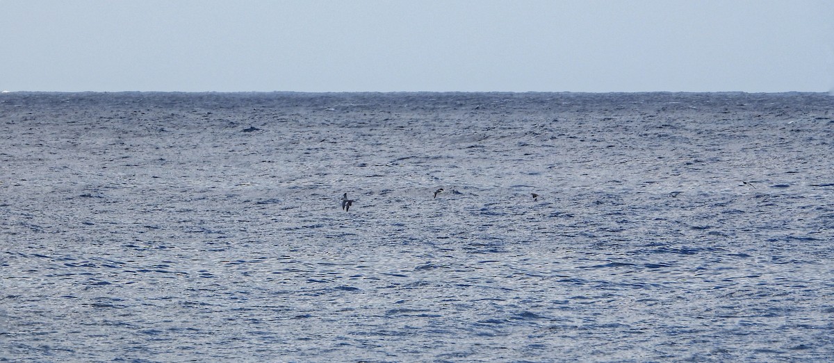 Cory's Shearwater - ML644928272