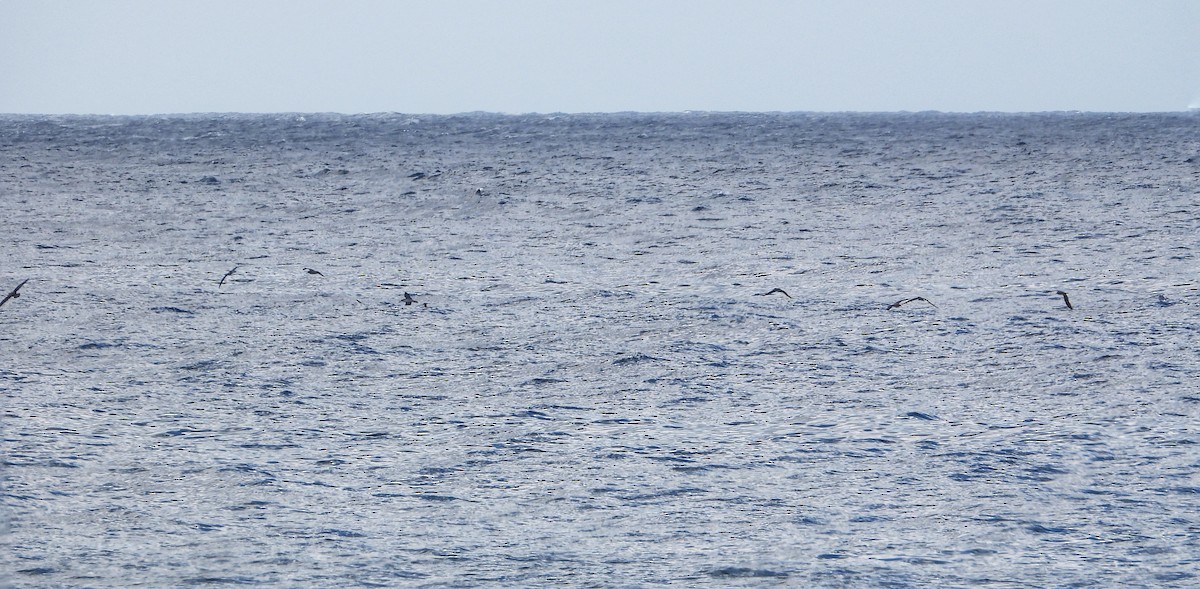 Cory's Shearwater - ML644928273