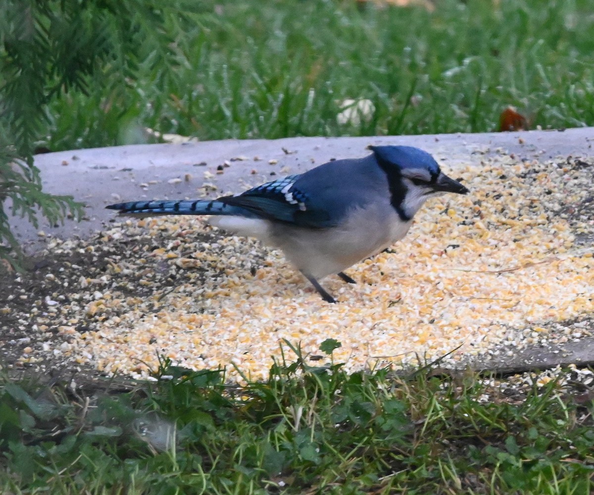 Blue Jay - ML644928274