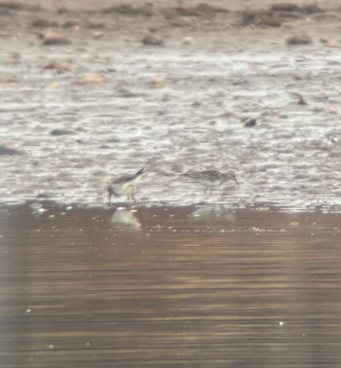 Bécasseau à poitrine cendrée - ML644928275