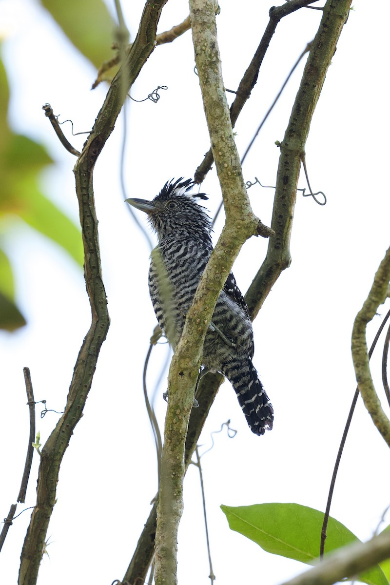 Bindenameisenwürger - ML644928281