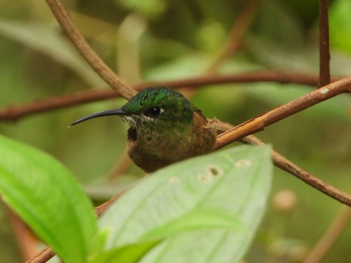 Fawn-breasted Brilliant - ML644928285