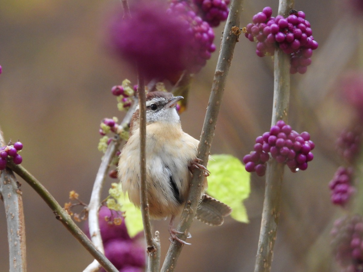 Каролинский крапивник - ML644928286