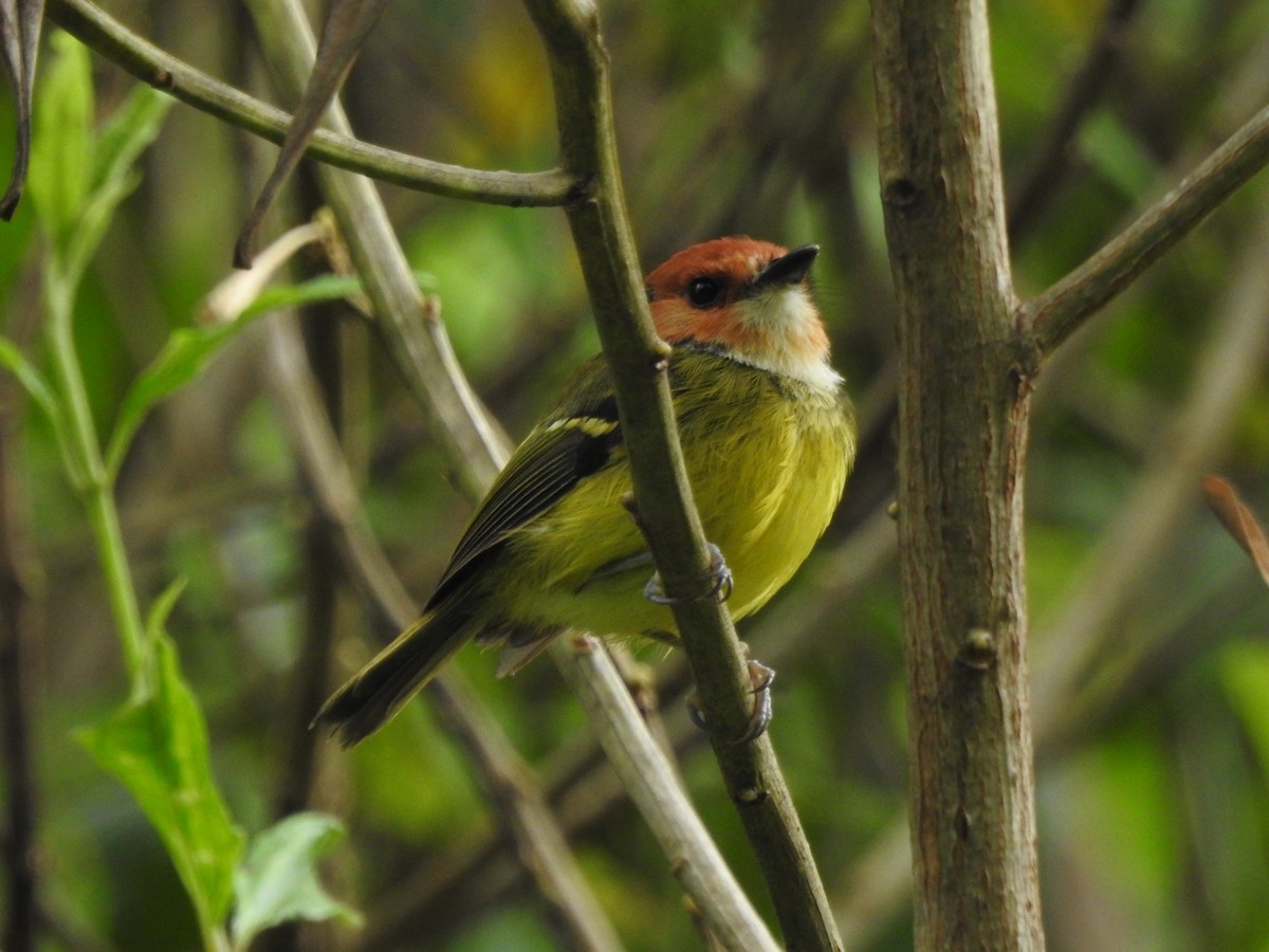 Rufous-crowned Tody-Flycatcher - ML644928293