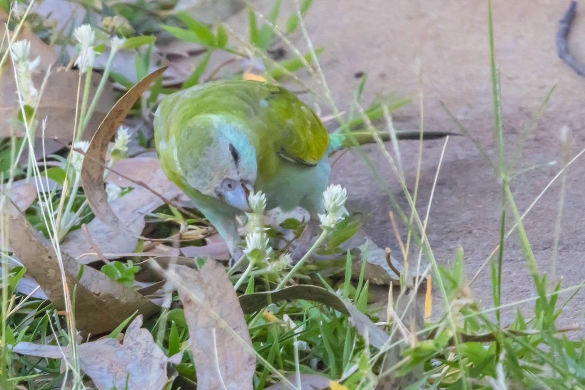 ヒスイインコ - ML644928296