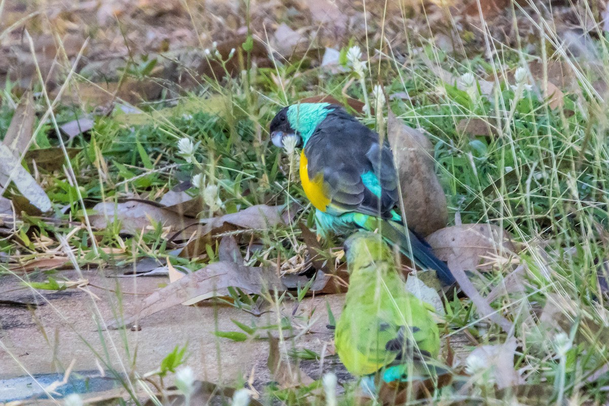 ヒスイインコ - ML644928297