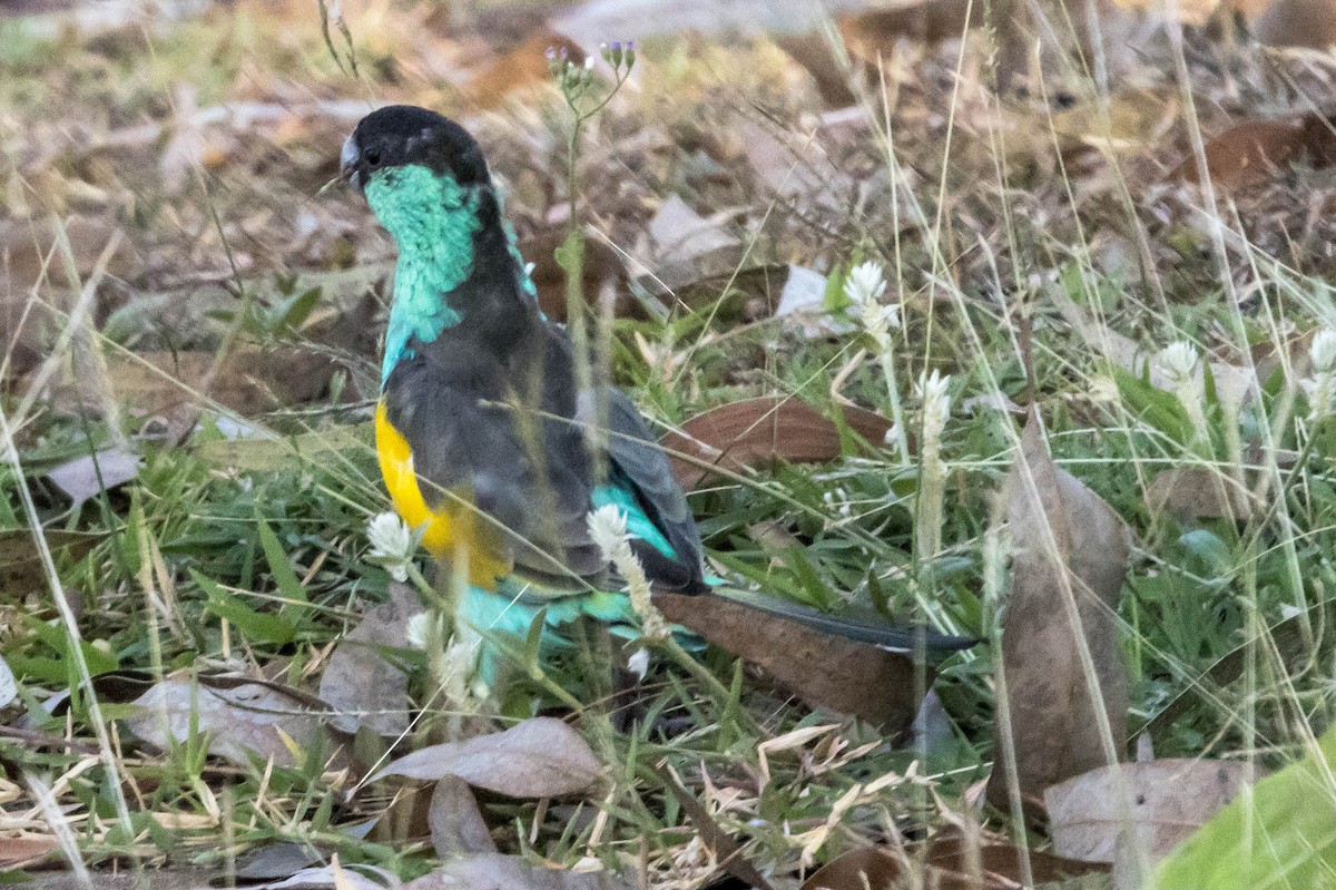 ヒスイインコ - ML644928298