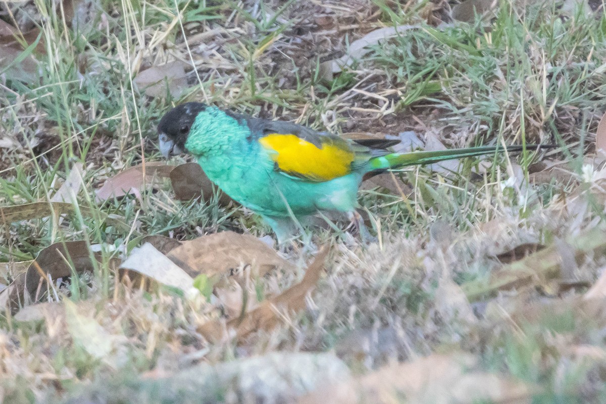 ヒスイインコ - ML644928299