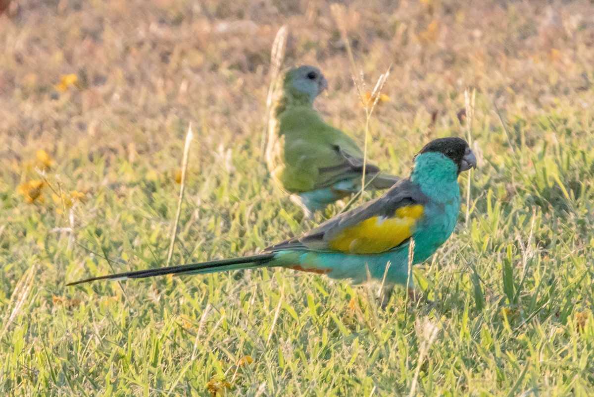 ヒスイインコ - ML644928300