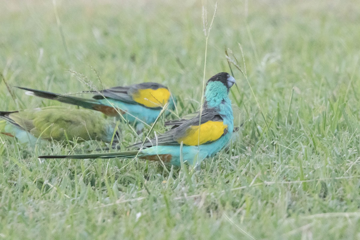 ヒスイインコ - ML644928301