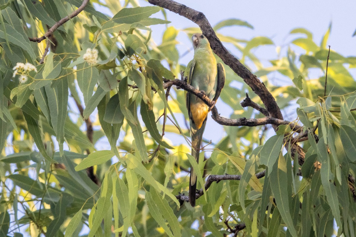 ヒスイインコ - ML644928302