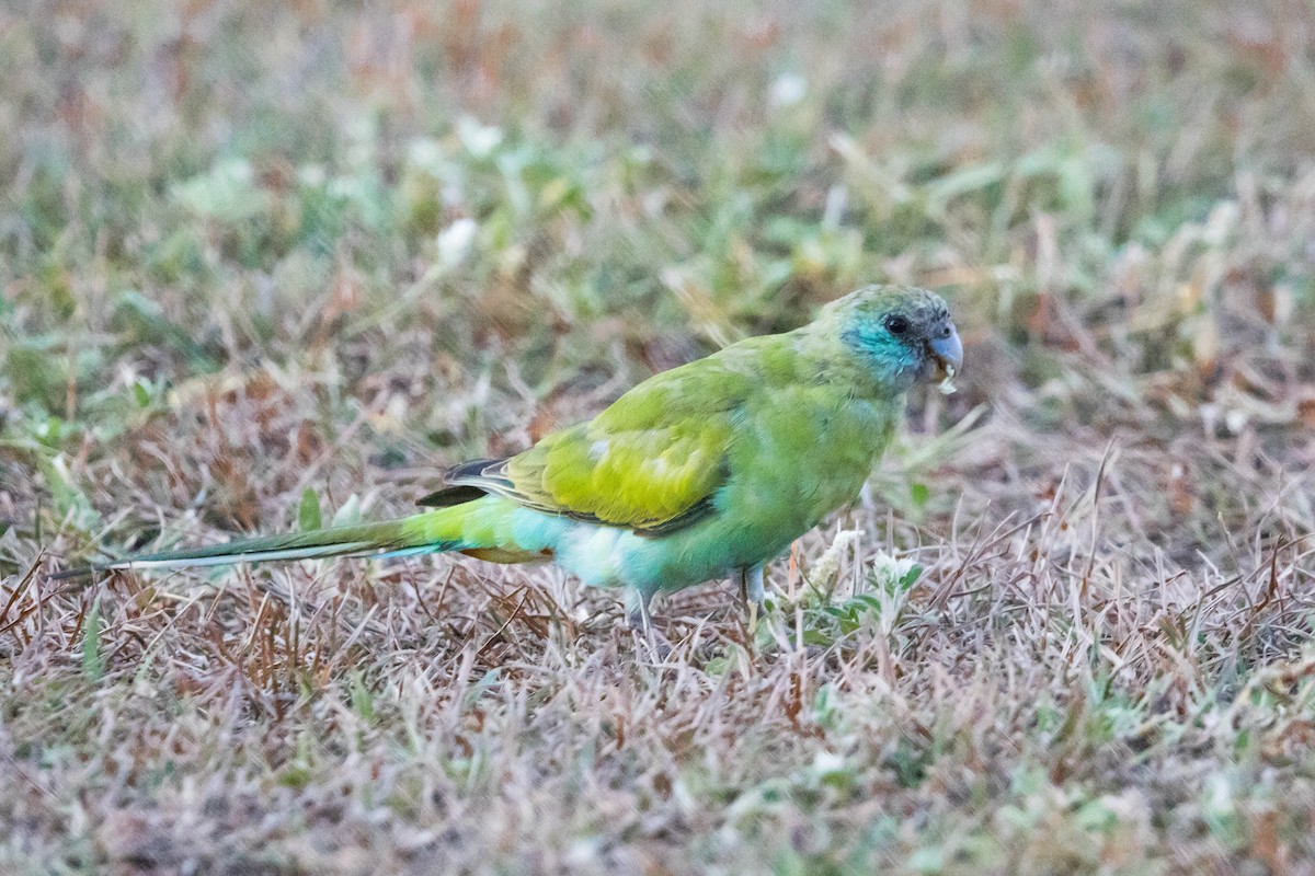 ヒスイインコ - ML644928303