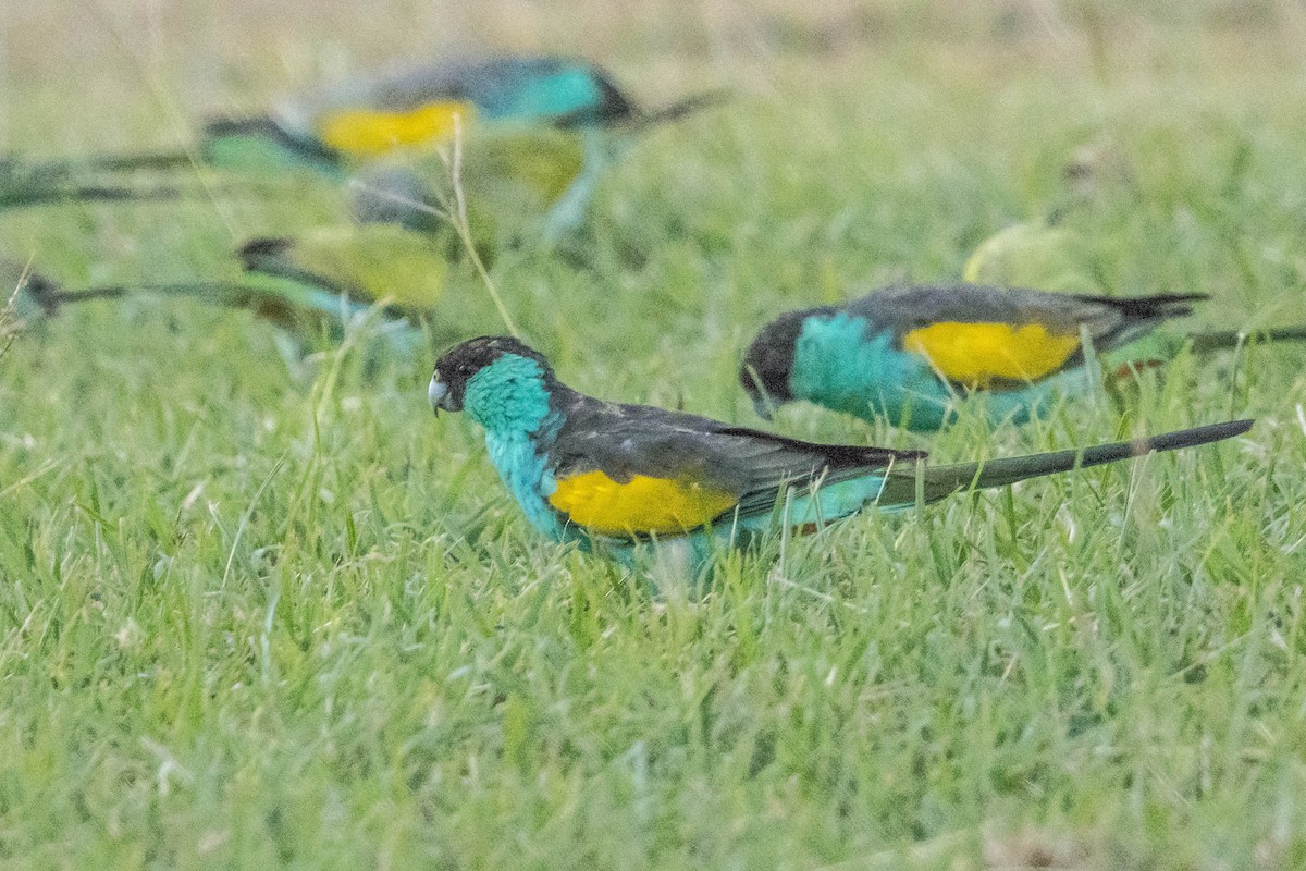 ヒスイインコ - ML644928304