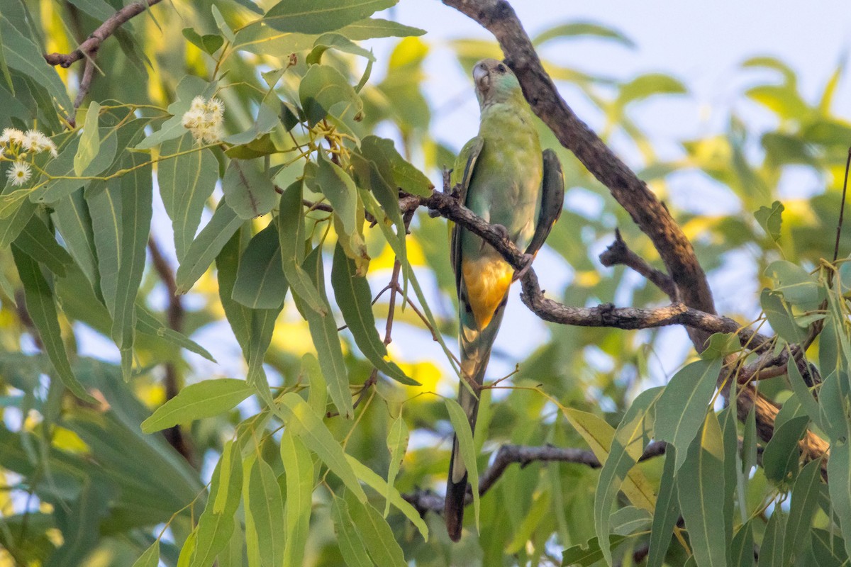 ヒスイインコ - ML644928308