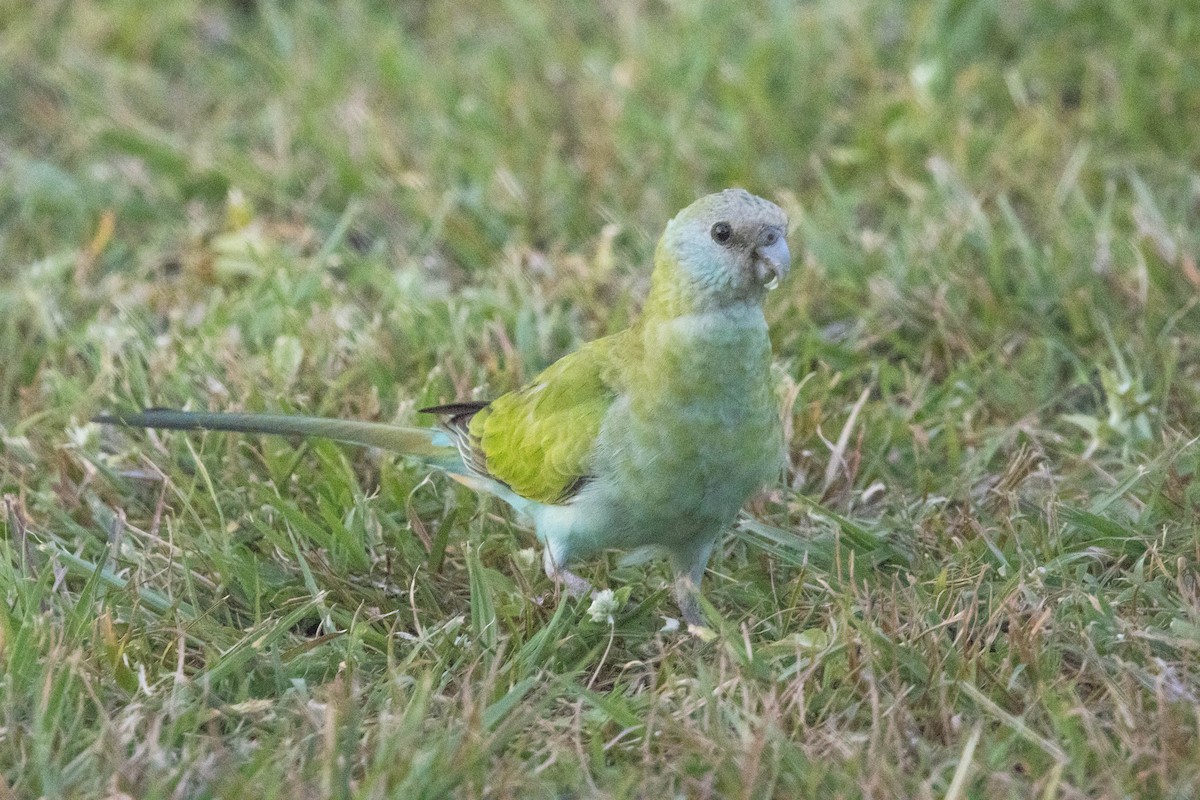 ヒスイインコ - ML644928309