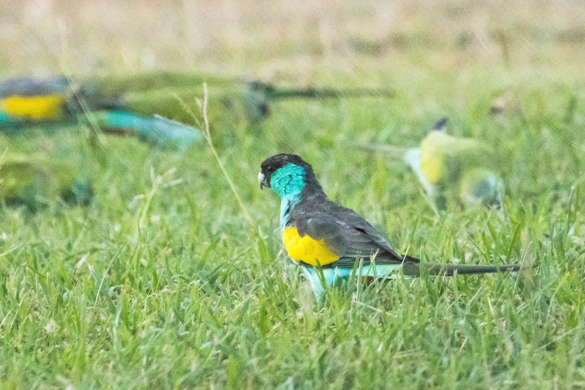 ヒスイインコ - ML644928310