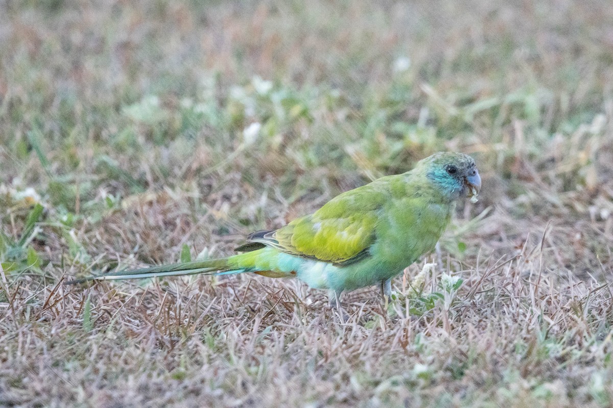 ヒスイインコ - ML644928311