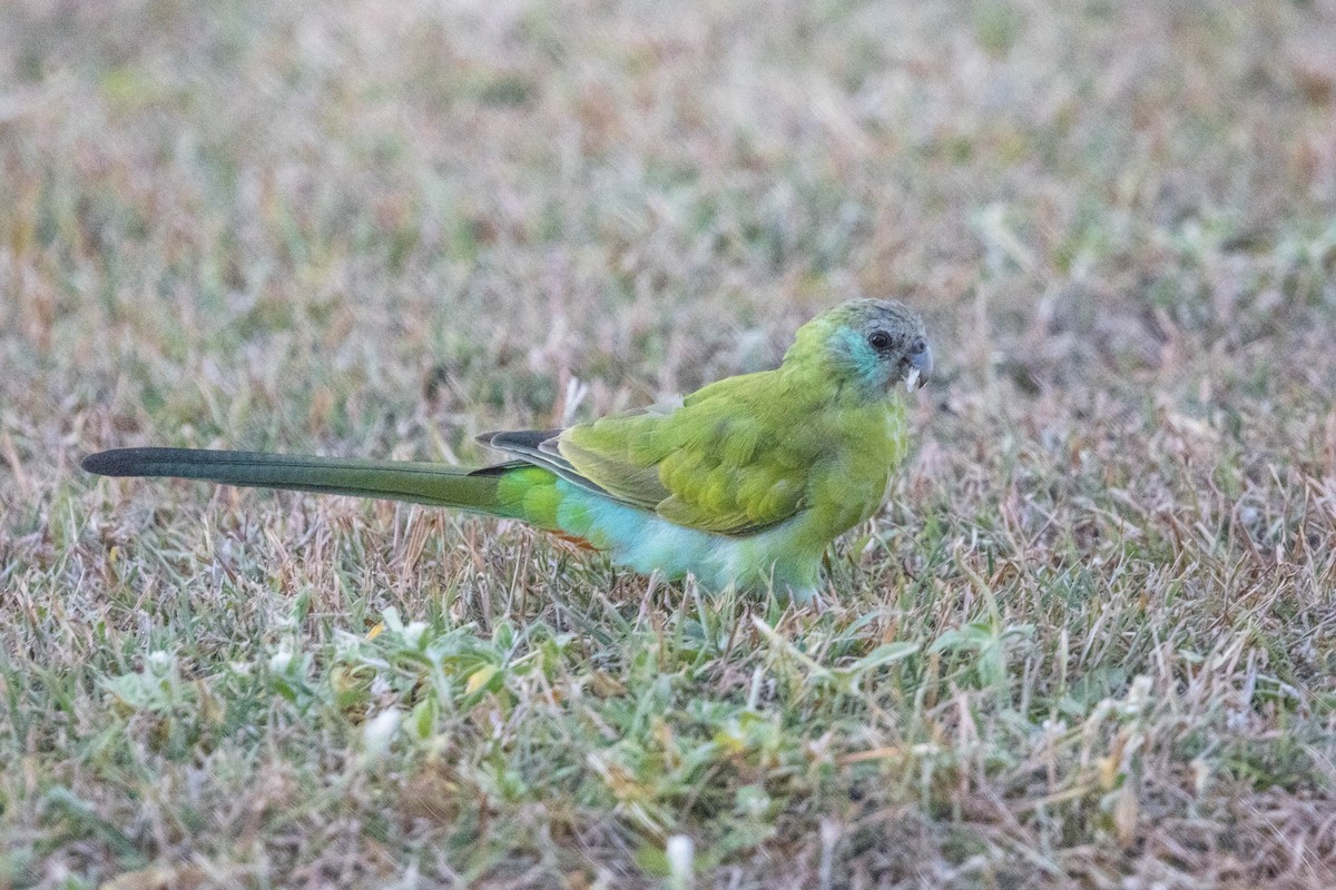 ヒスイインコ - ML644928312