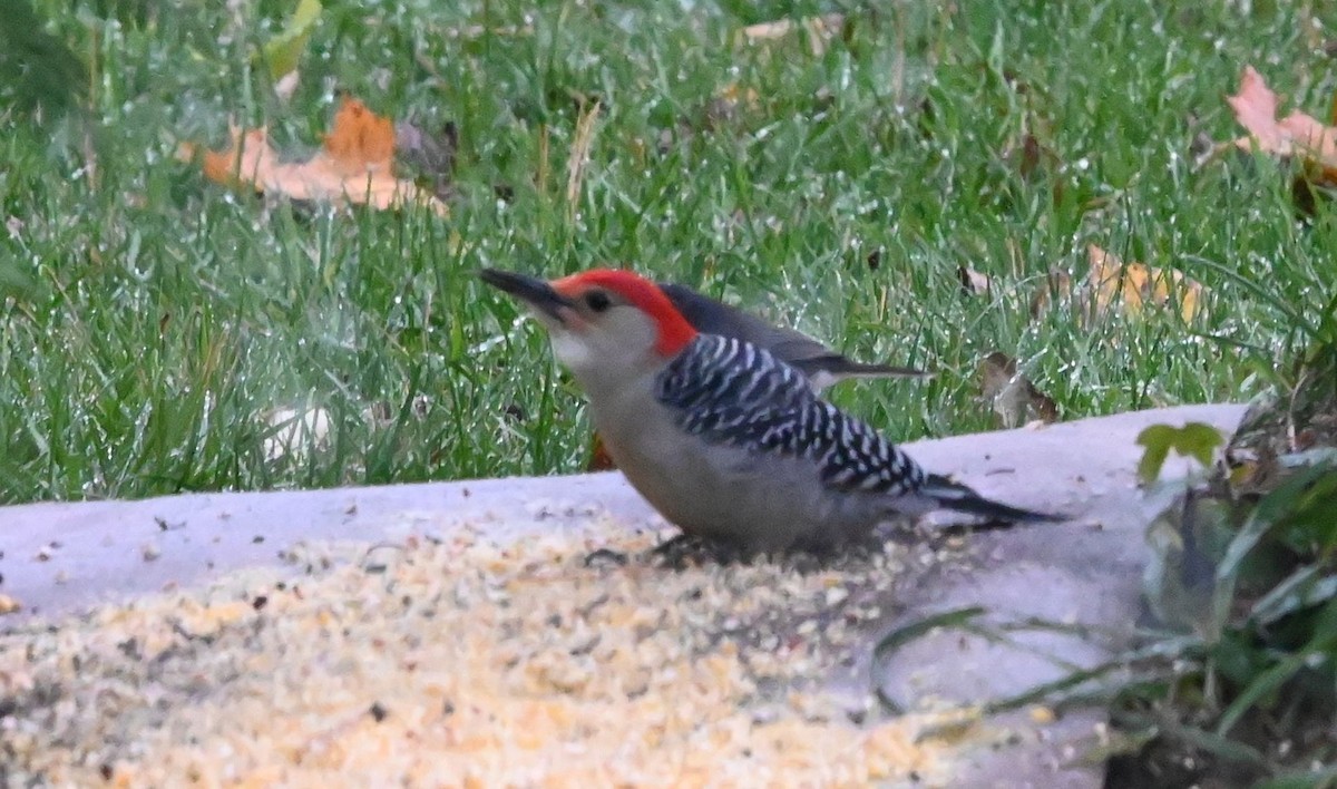 Red-bellied Woodpecker - ML644928313