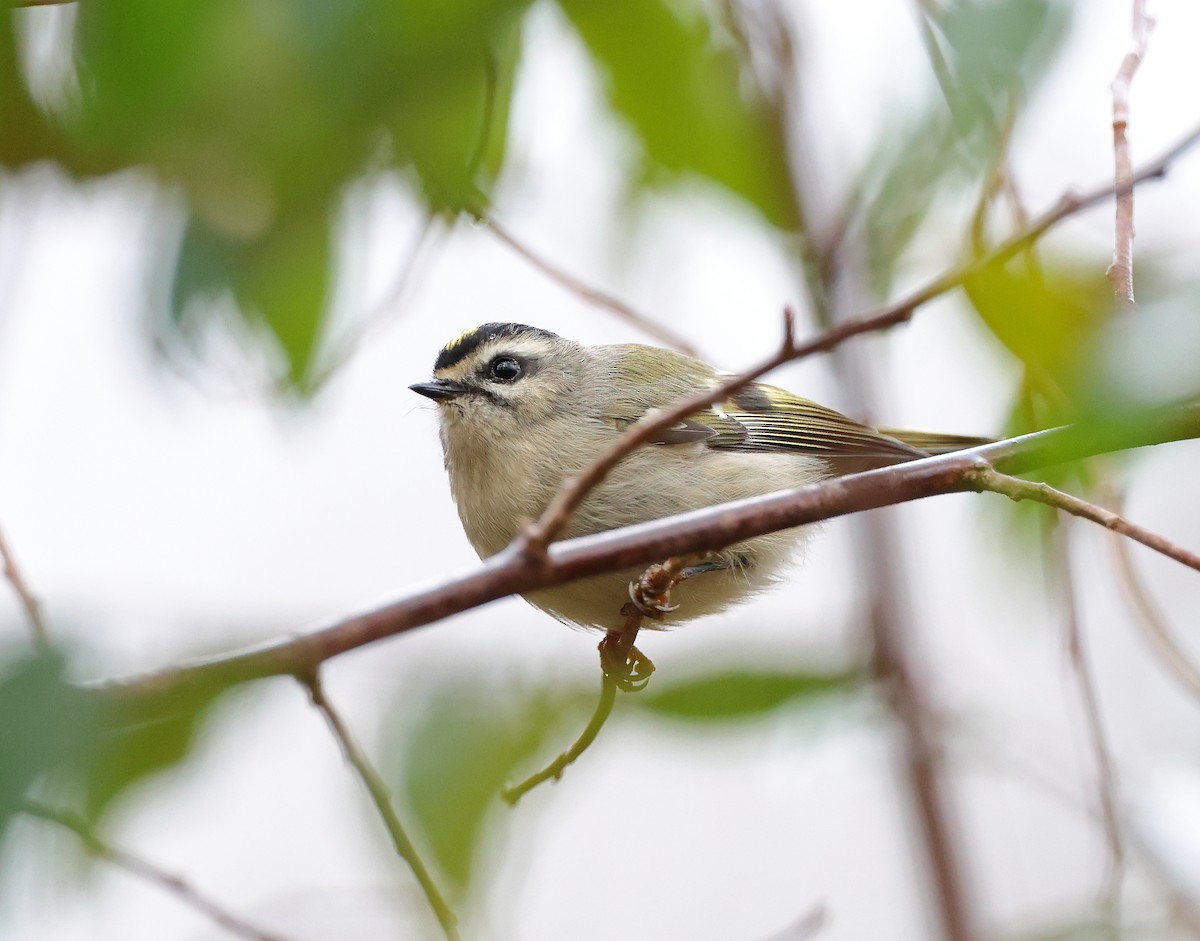 Golden-crowned Kinglet - ML644928315